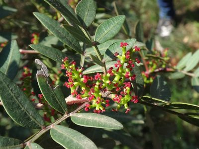 Pistacia lentiscus, photographed by Christian Berg