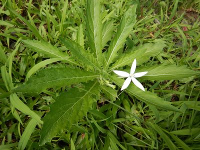 Hippobroma longiflora, photographed by Jon Sullivan