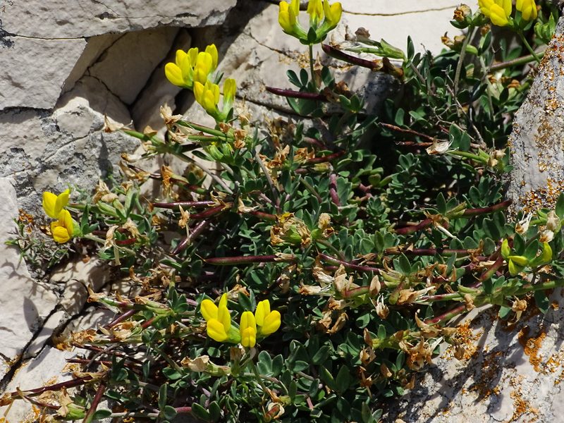 Lotus cytisoides, photographed by Christian Berg