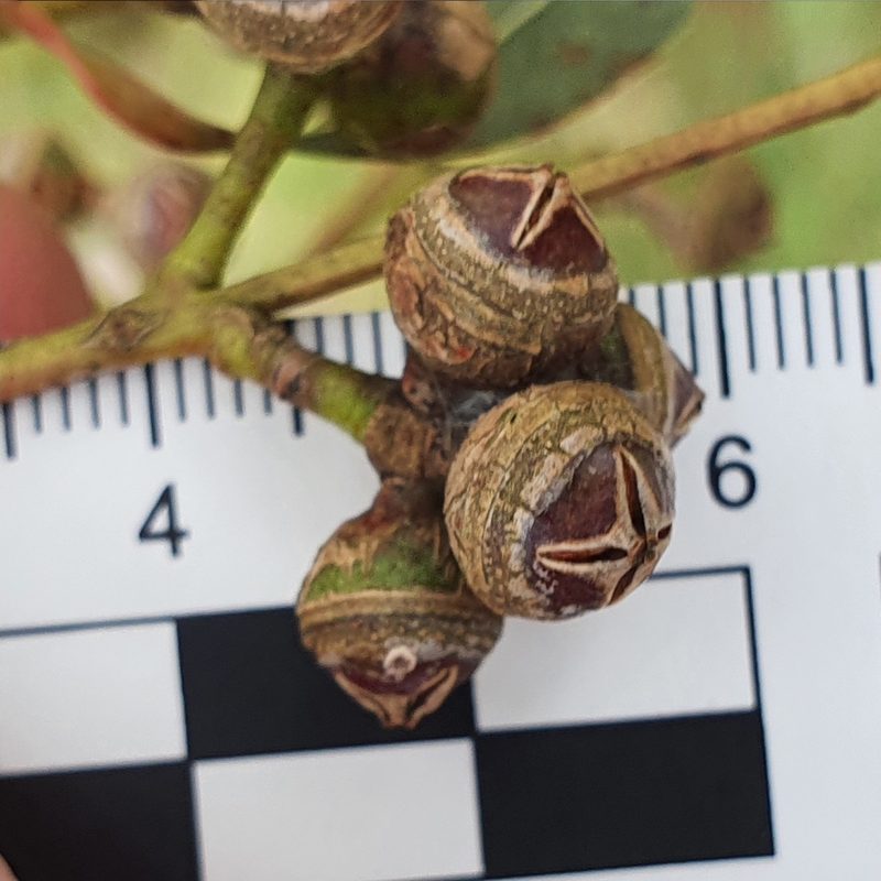 Eucalyptus camaldulensis, photographed by ronavery