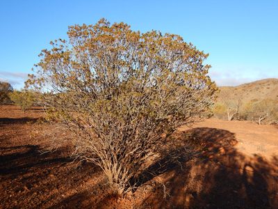 Eremophila duttonii, photographed by Steve Doyle