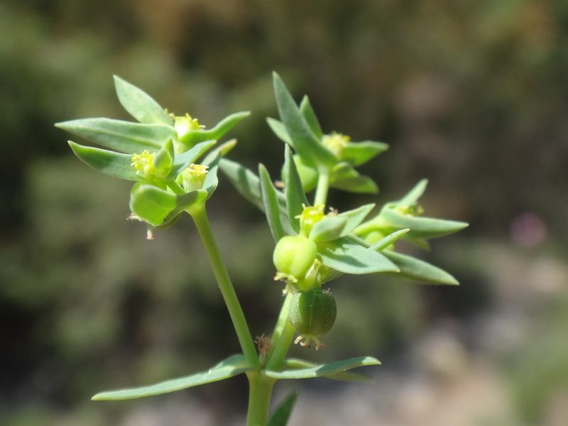 Euphorbia falcata, photographed by Christian Berg