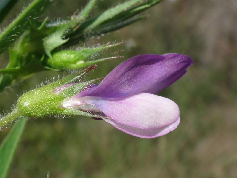 Vicia bithynica, photographed by Christian Berg