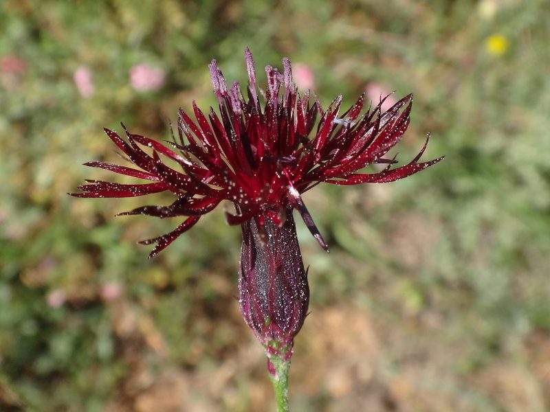 Crupina crupinastrum, photographed by Christian Berg