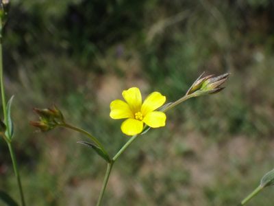 Linum trigynum, photographed by Christian Berg