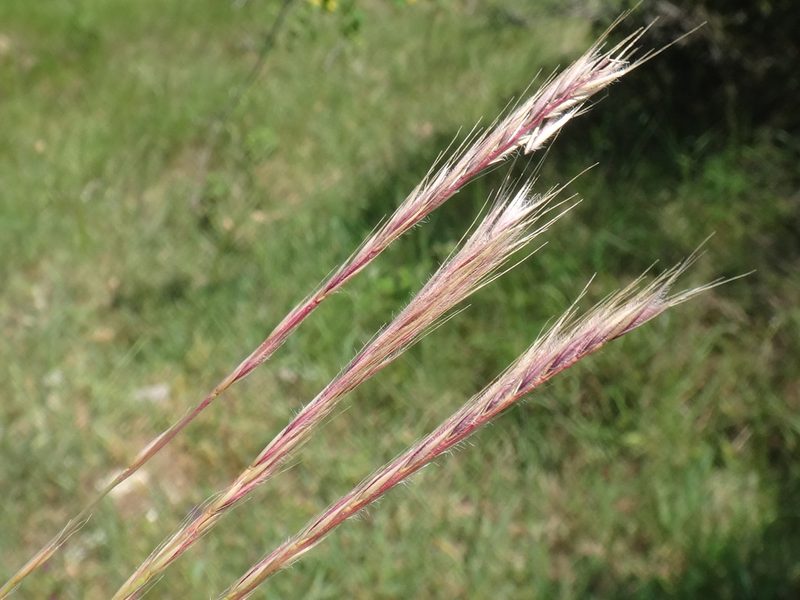 Festuca ambigua, photographed by Christian Berg