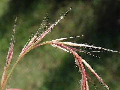 Festuca ambigua, photographed by Christian Berg
