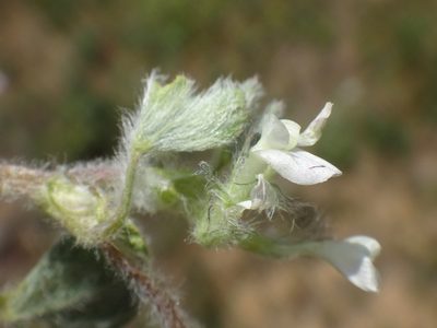 Trifolium subterraneum, photographed by Christian Berg