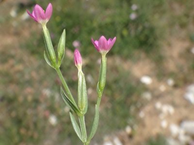 Centaurium pulchellum