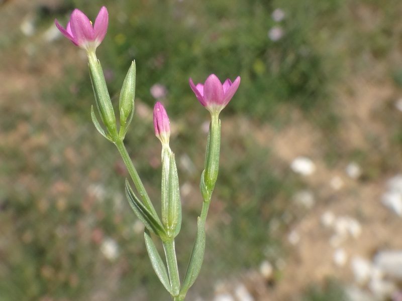 Centaurium pulchellum, photographed by Christian Berg