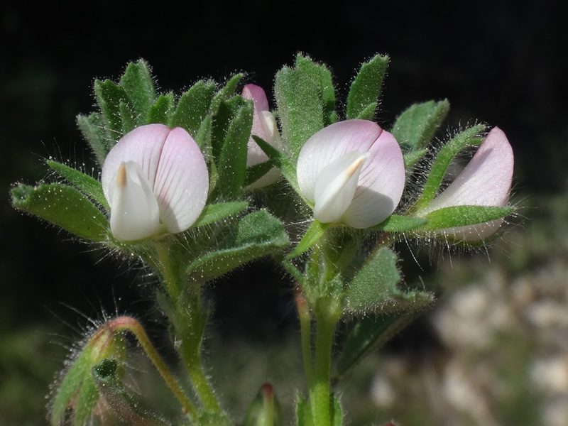 Ononis reclinata, photographed by Christian Berg