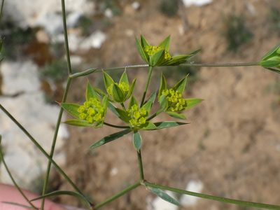 Bupleurum veronense, photographed by Christian Berg