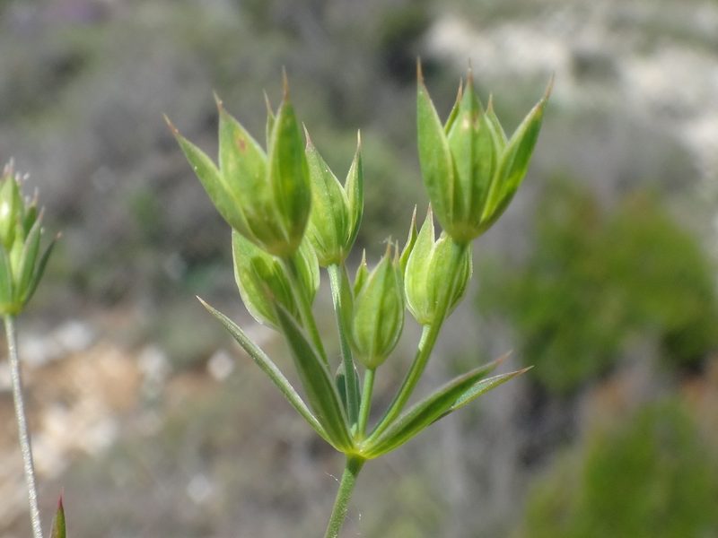 Bupleurum veronense, photographed by Christian Berg