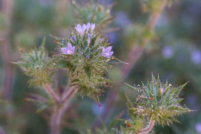 Navarretia mellita, photographed by Ken-ichi Ueda