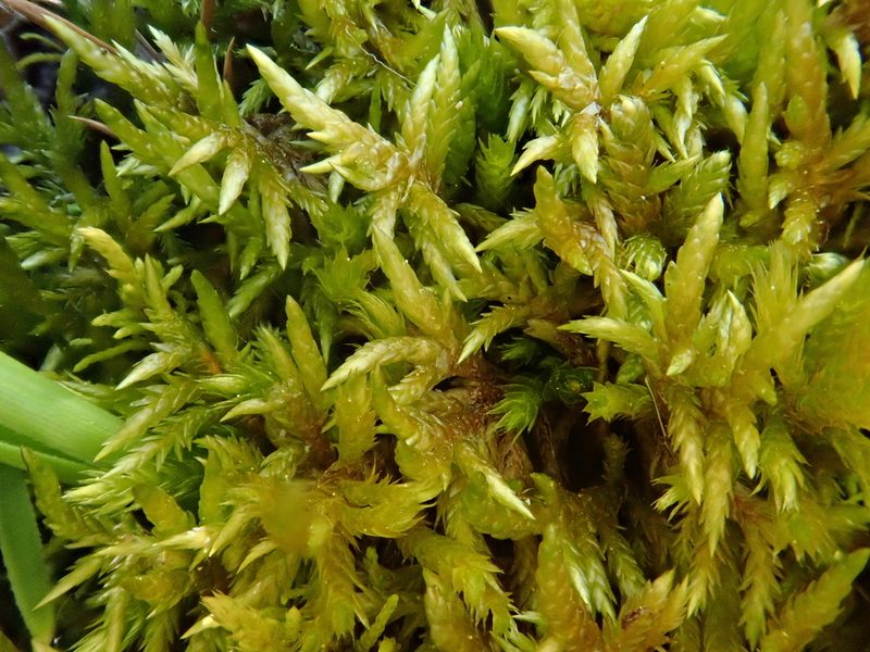 Entodon concinnus, photographed by Christian Berg