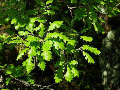 Quercus pubescens, photographed by Christian Berg