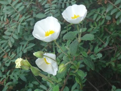 Cistus salviifolius, photographed by Christian Berg