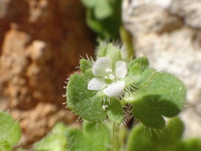 Veronica hederifolia, photographed by Christian Berg