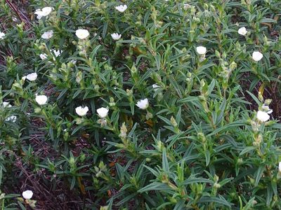 Cistus monspeliensis, photographed by Christian Berg