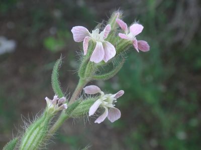 Silene gallica, photographed by Christian Berg