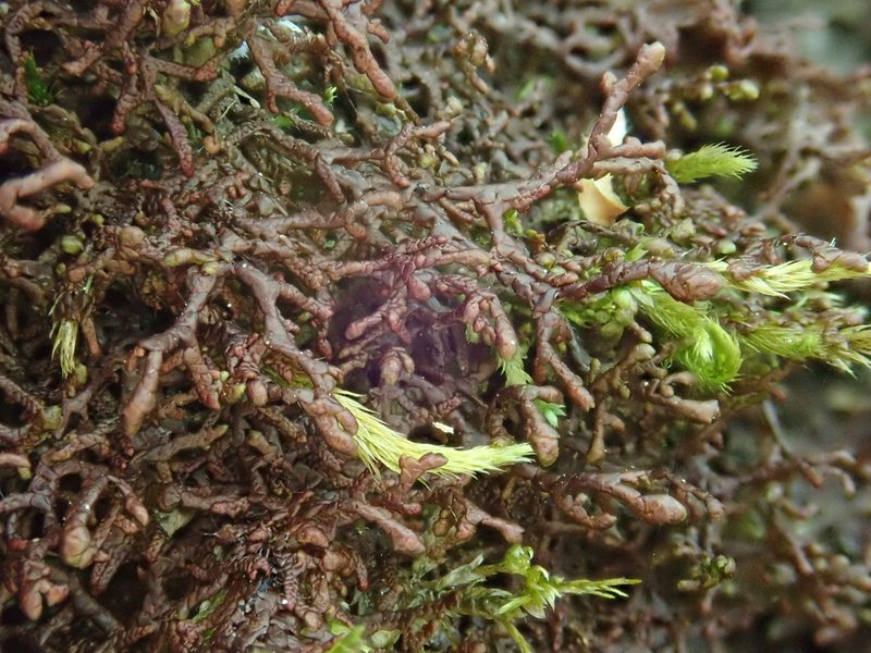 Frullania tamarisci, photographed by Christian Berg