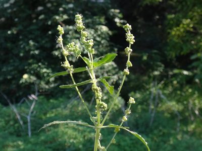 Mercurialis annua, photographed by Christian Berg