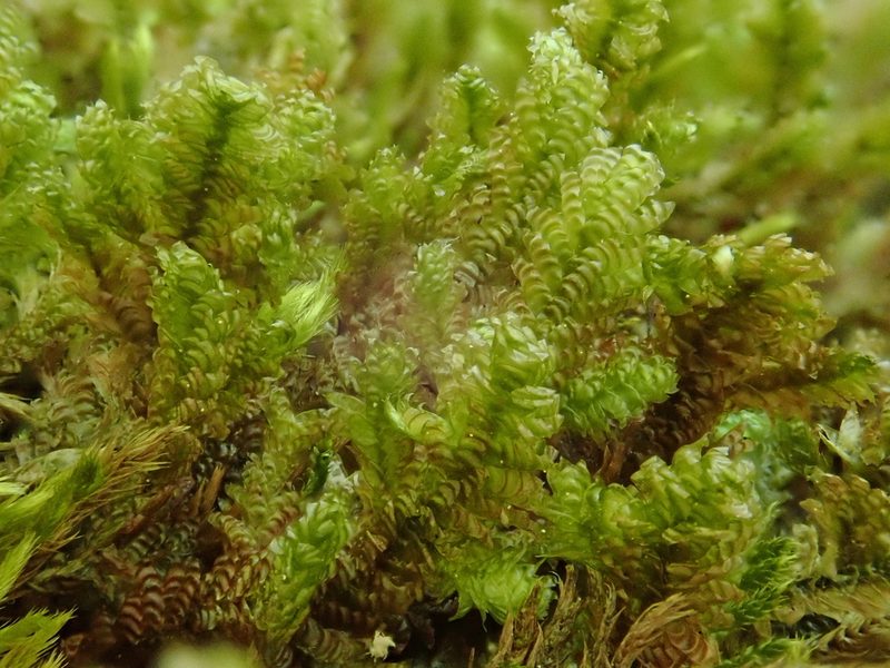 Rhystophyllum crispum, photographed by Christian Berg