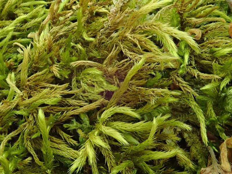 Homalothecium lutescens, photographed by Christian Berg