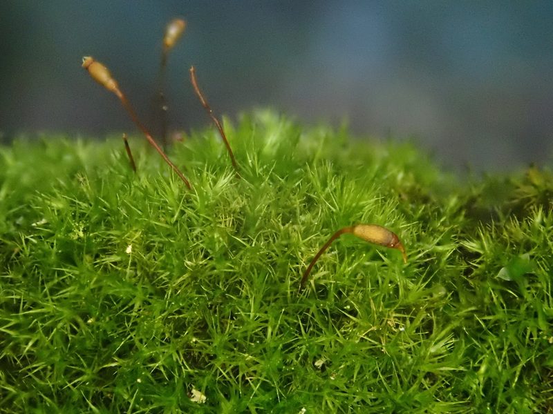 Rhynchostegiella tenella, photographed by Christian Berg