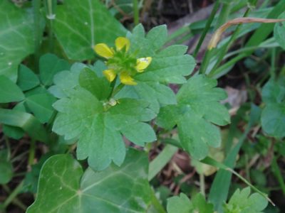 Ranunculus muricatus, photographed by Christian Berg