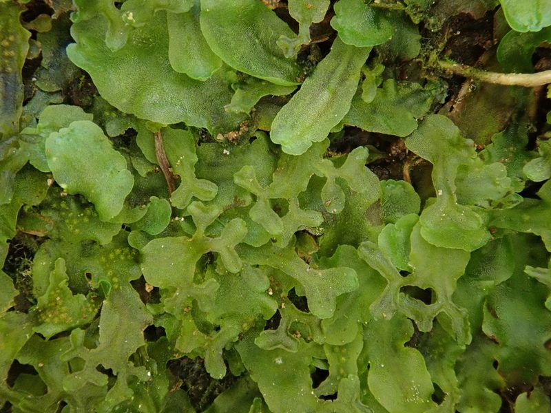 Apopellia endiviifolia, photographed by Christian Berg