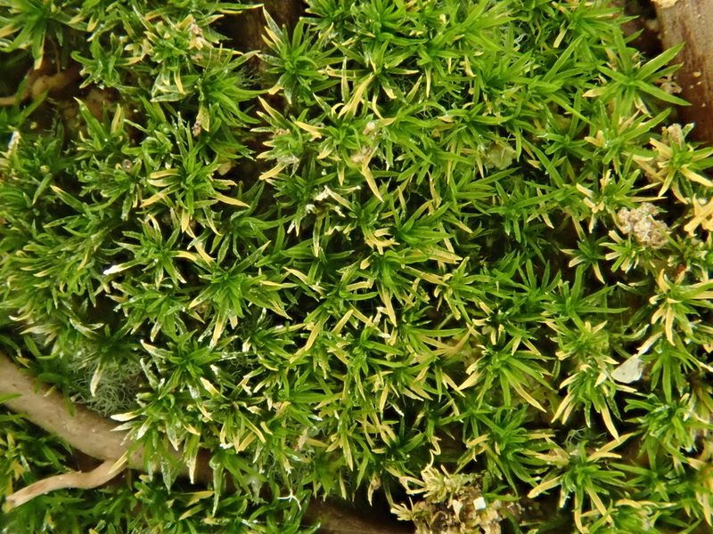 Eucladium verticillatum, photographed by Christian Berg