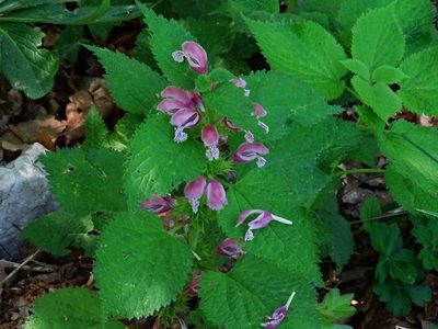 Lamium orvala, photographed by Christian Berg