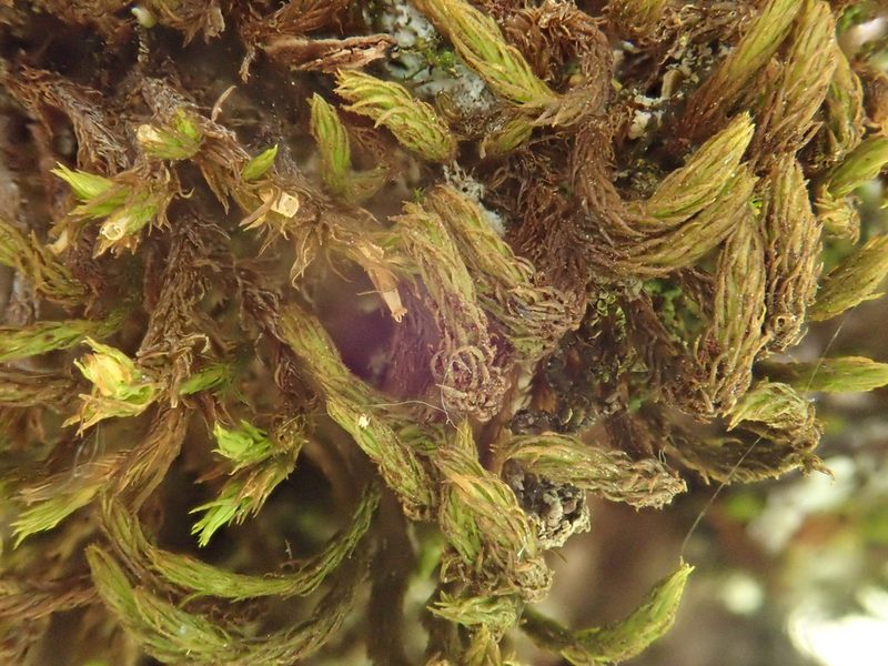 Pulvigera lyellii, photographed by Christian Berg