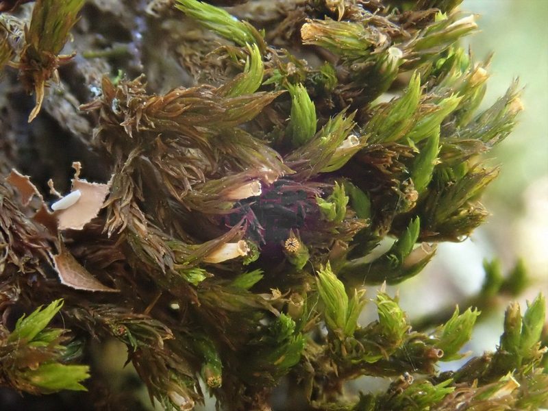 Lewinskya striata, photographed by Christian Berg