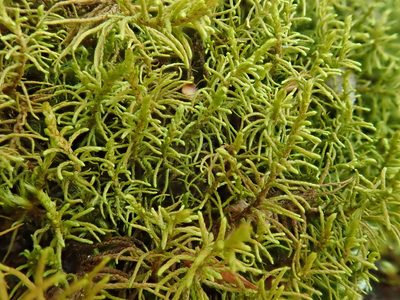 Abietinella abietina, photographed by Christian Berg