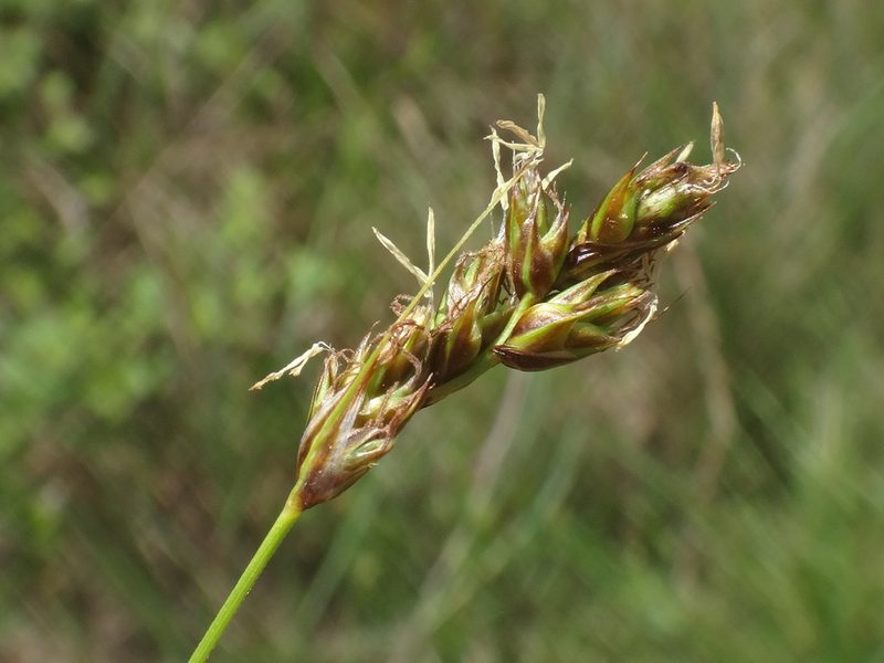 Carex divisa, photographed by Christian Berg