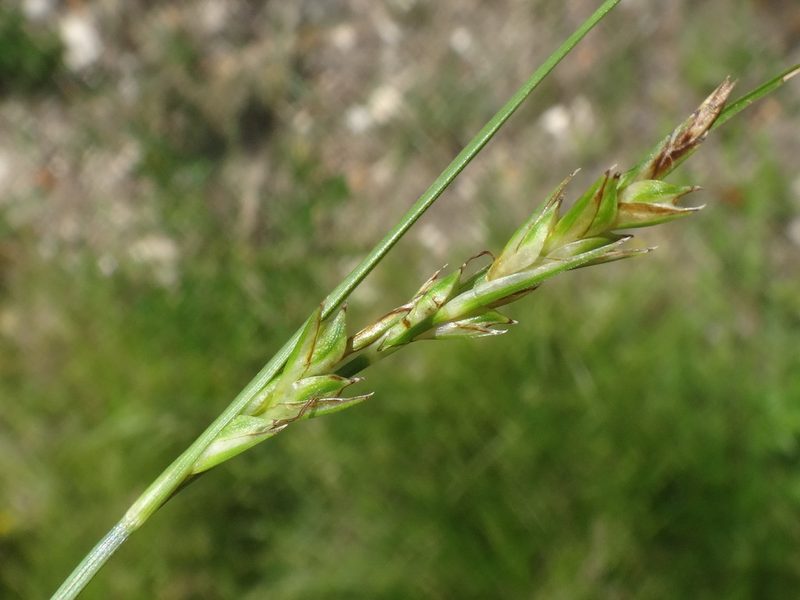 Carex distachya, photographed by Christian Berg