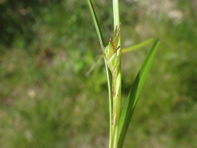 Carex distachya, photographed by Christian Berg