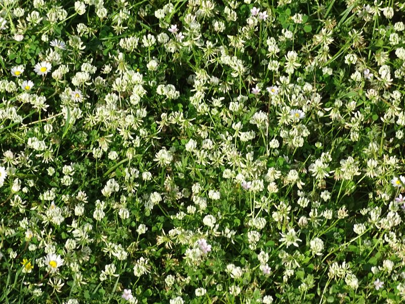 Trifolium nigrescens, photographed by Christian Berg