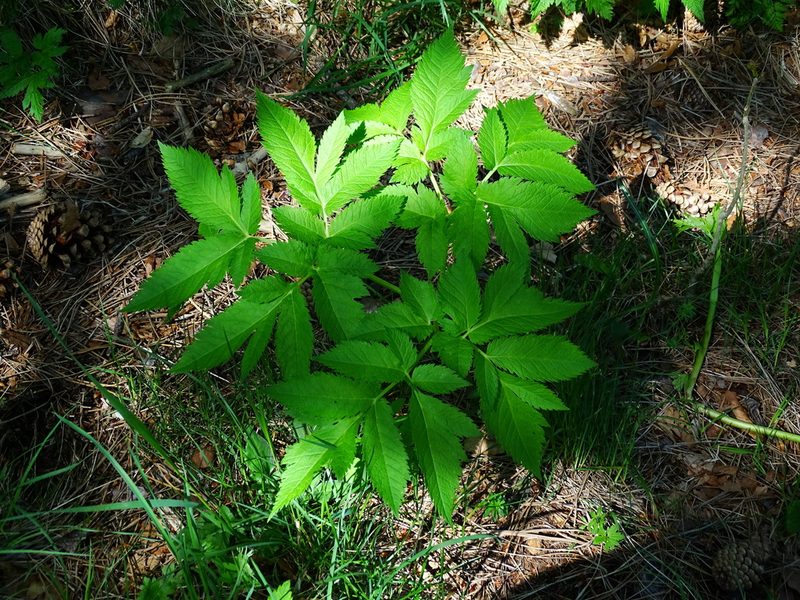 Physospermum verticillatum, photographed by Christian Berg