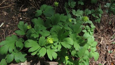 Adoxa moschatellina, photographed by Елена Кизилова