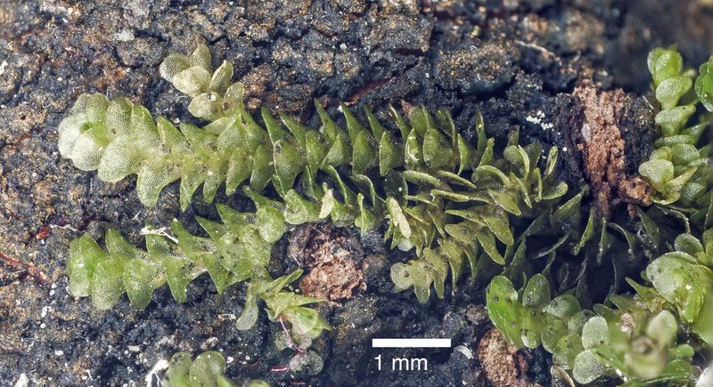 Frullania patula, photographed by Jeremy Rolfe