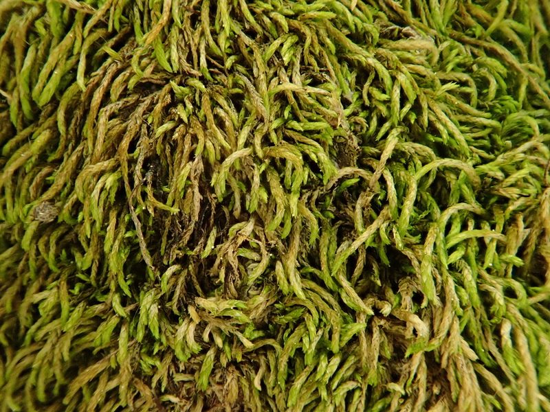 Pterigynandrum filiforme, photographed by Christian Berg