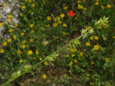 Carex divulsa, photographed by Christian Berg