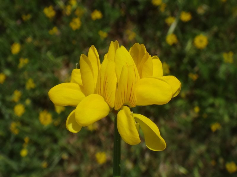 Coronilla securidaca, photographed by Christian Berg