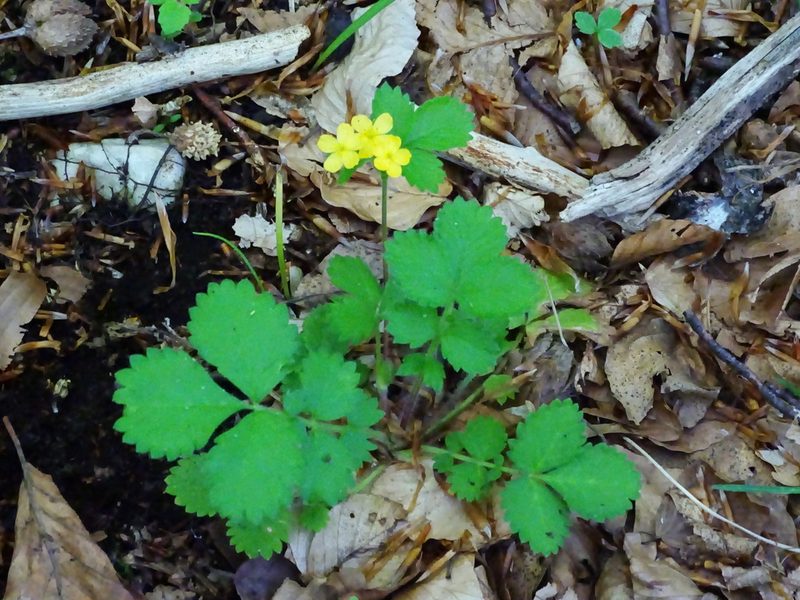 Aremonia agrimonoides, photographed by Christian Berg