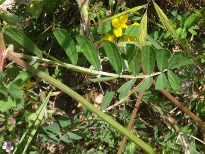 Coronilla securidaca, photographed by Christian Berg
