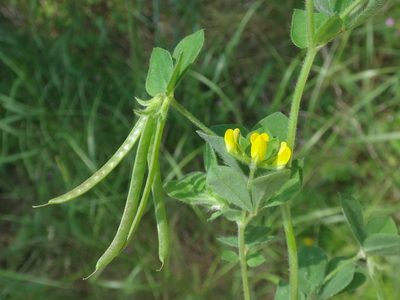 Lotus ornithopodioides, photographed by Christian Berg