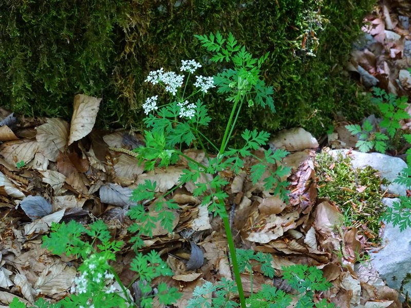 Anthriscus fumarioides, photographed by Christian Berg